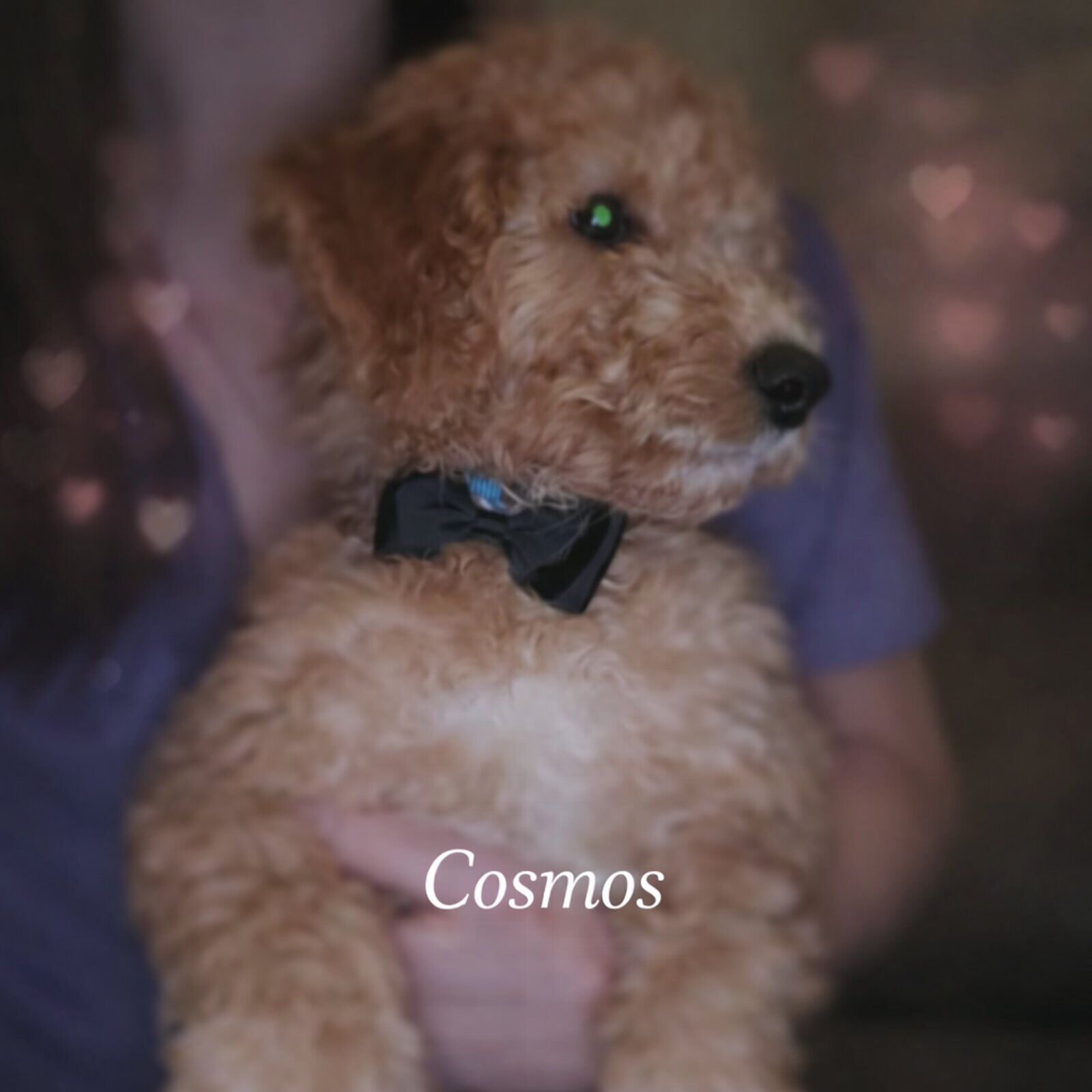 Cosmos puppy