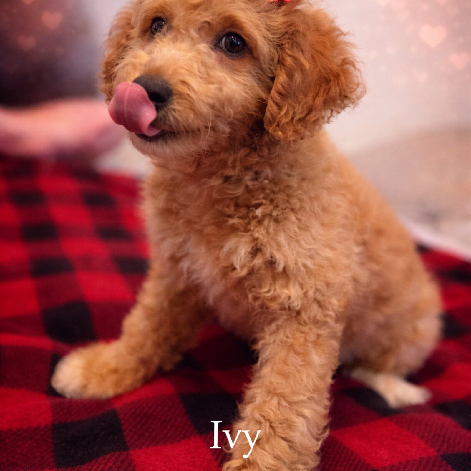 Ivy puppy
