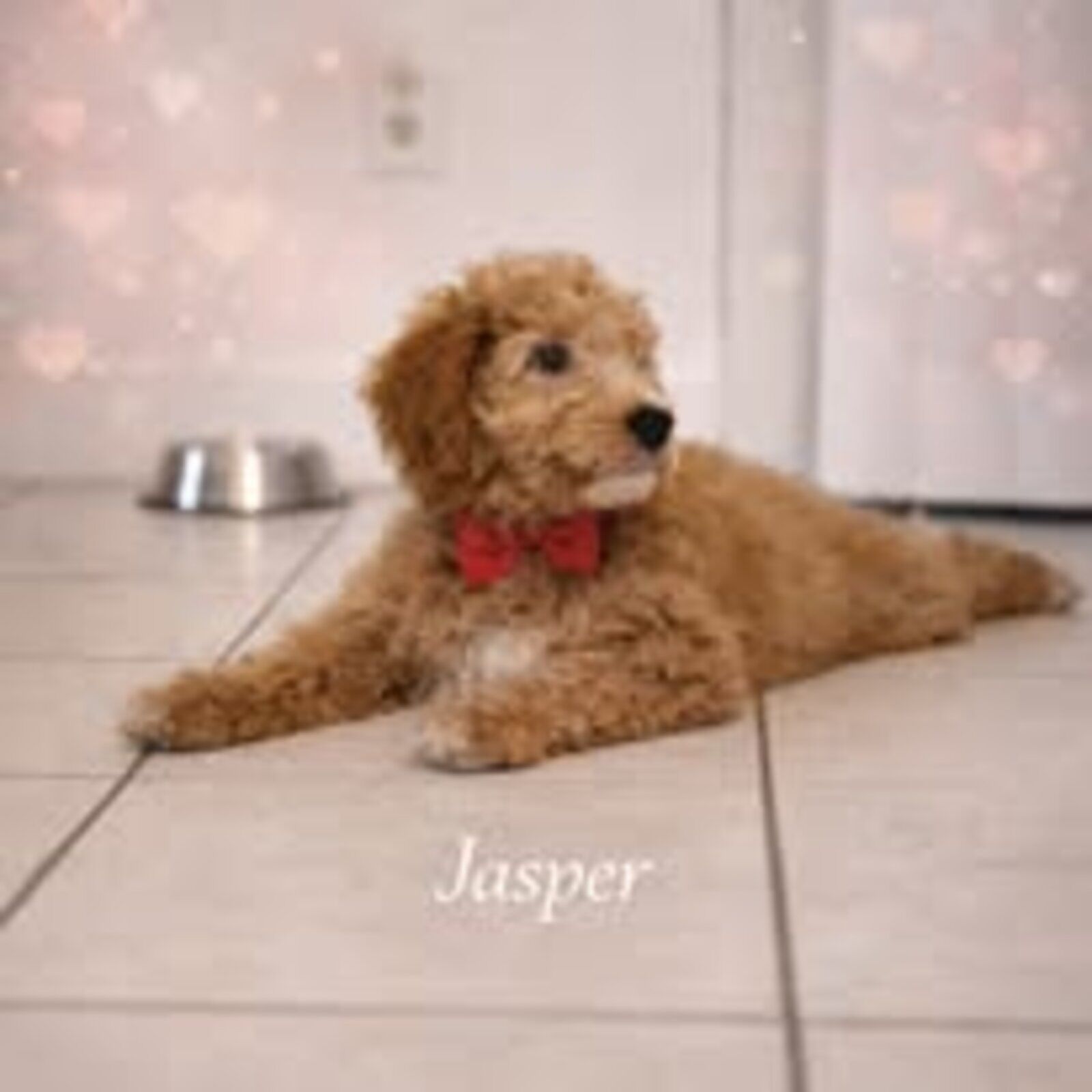 Jasper puppy