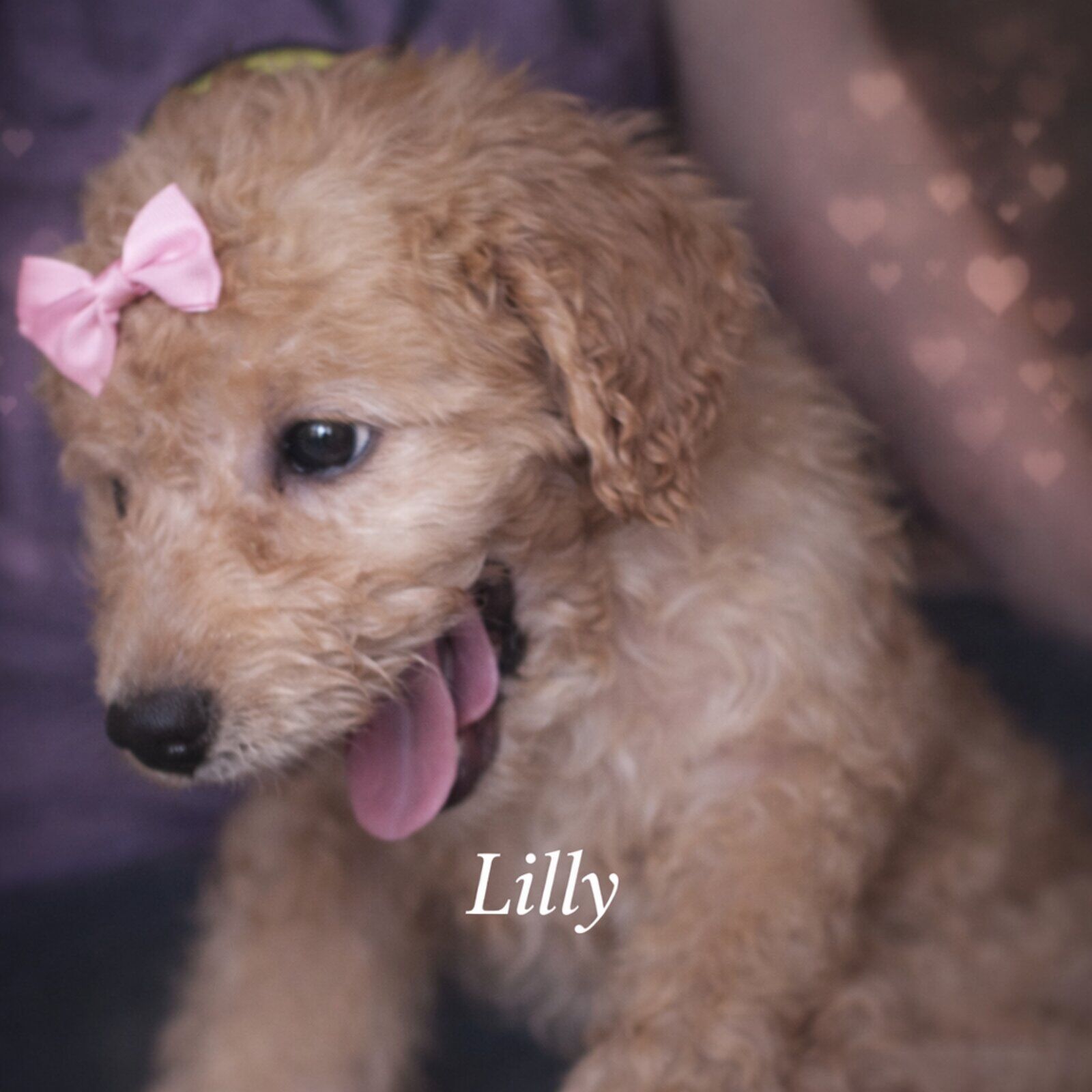 Lilly puppy