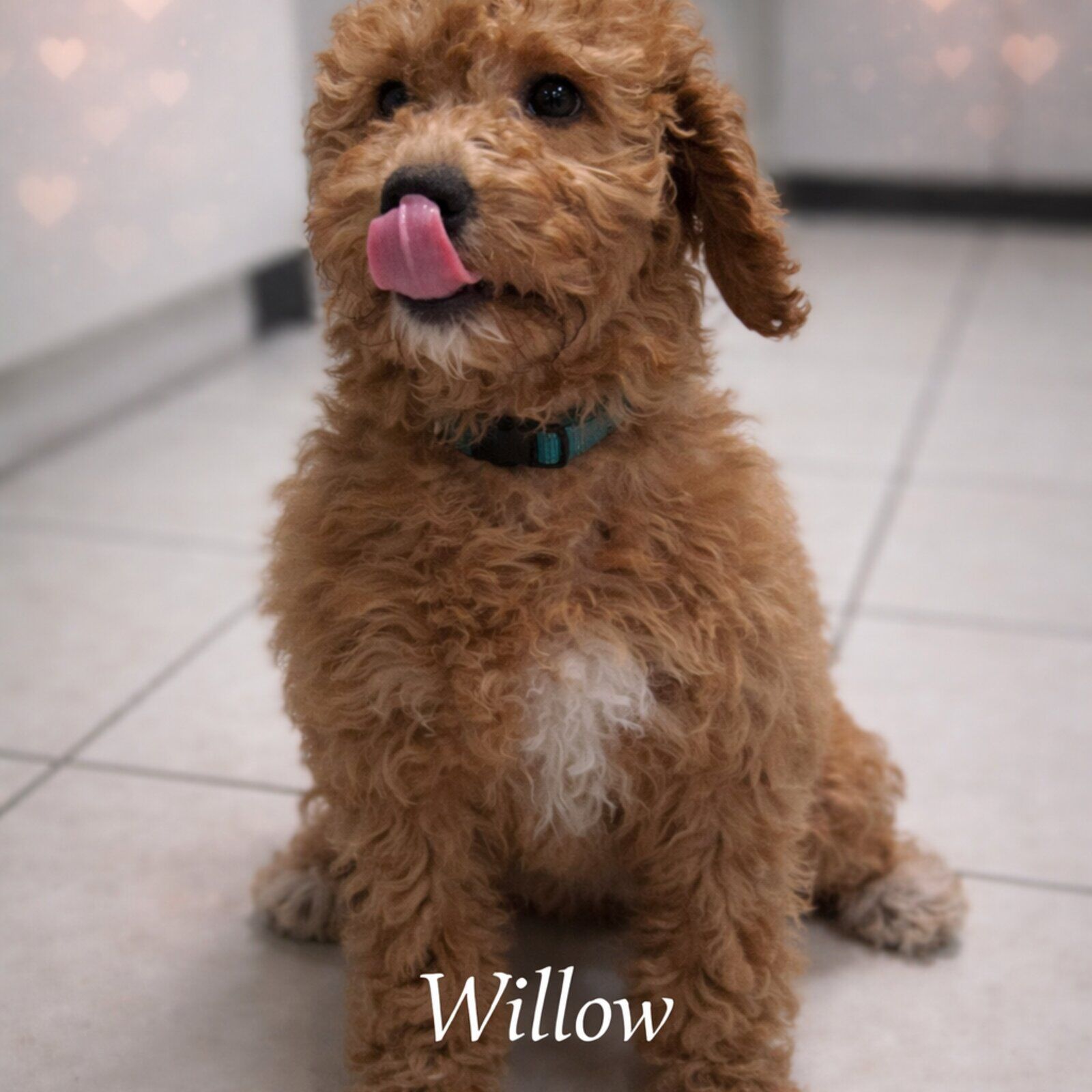 Willow puppy